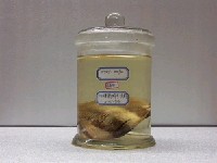 藏品(褐帶少女魚)的圖片